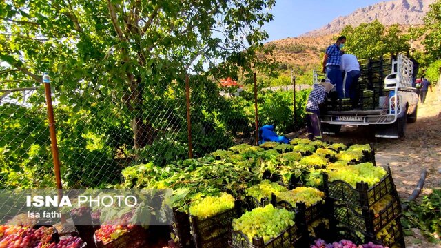 پیش‌بینی برداشت ۱۶ هزار تن انگور از باغات انگور شهرستان دنا