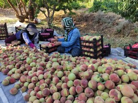 برداشت ۱۶ هزار تن هلو از باغات کهگیلویه و بویراحمد 