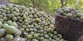 پیش بینی برداشت ۱۶ هزار تن گردو از باغات کهگیلویه و بویراحمد