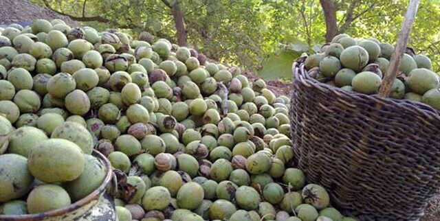 پیش بینی برداشت ۱۶ هزار تن گردو از باغات کهگیلویه و بویراحمد