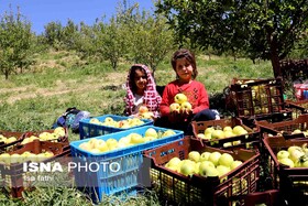 پیش‌بینی برداشت ۱۳۰ هزار تن سیب طی امسال در کهگیلویه و بویراحمد 