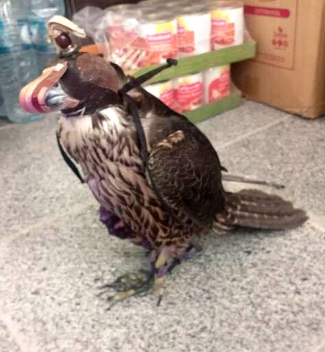 متخلف زنده گیری یک بهله شاهین در محور یاسوج- اصفهان روانه زندان شد متخلف زنده گیری یک بهله شاهین در محور یاسوج- اصفهان روانه زندان شد