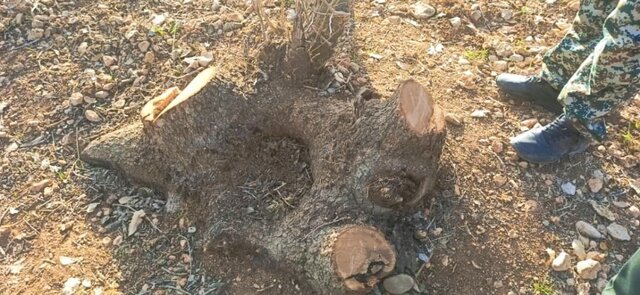 عامل قطع ۲۹ اصله درخت کهنسال ساله در شهرستان بویراحمد روانه زندان شد