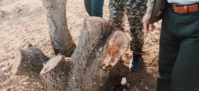 عامل قطع ۲۹ اصله درخت کهنسال در شهرستان بویراحمد روانه زندان شد عامل قطع ۲۹ اصله درخت کهنسال در شهرستان بویراحمد روانه زندان شد