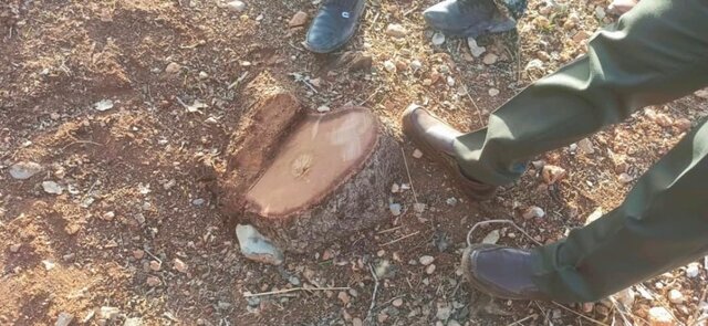 عامل قطع ۲۹ اصله درخت کهنسال ساله در شهرستان بویراحمد روانه زندان شد