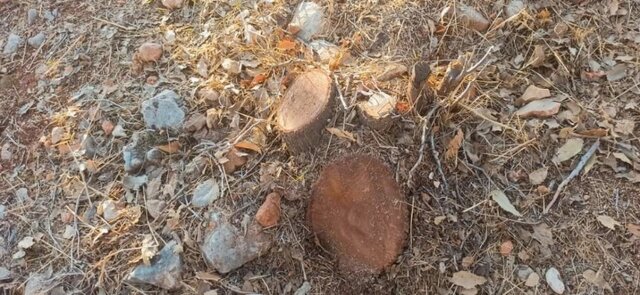 عامل قطع ۲۹ اصله درخت کهنسال ساله در شهرستان بویراحمد روانه زندان شد