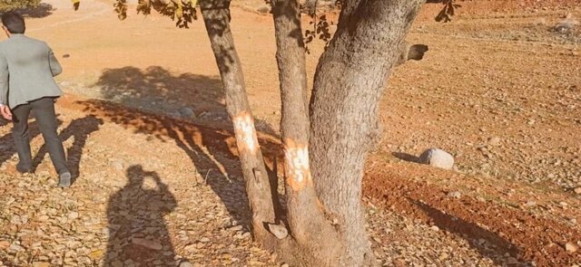 عامل قطع ۲۹ اصله درخت کهنسال ساله در شهرستان بویراحمد روانه زندان شد