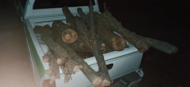 عامل قطع ۲۹ اصله درخت کهنسال ساله در شهرستان بویراحمد روانه زندان شد