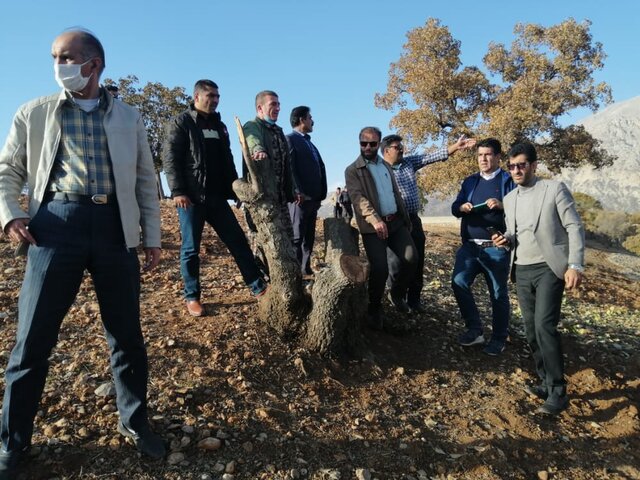 عامل قطع ۲۹ اصله درخت کهنسال ساله در شهرستان بویراحمد روانه زندان شد