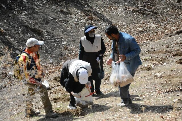طرح بذرکاری جنگل های کهگیلویه و بویراحمد اجرا شد