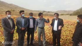 پرداخت مطالبات باغداران محصول سیب درختی صنعتی کهگیلویه و بویراحمد تا پایان هفته جاری