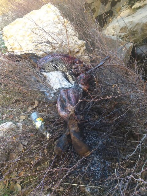 آتش زدن یک قلاده خرس قهوهای در چرام + عکس