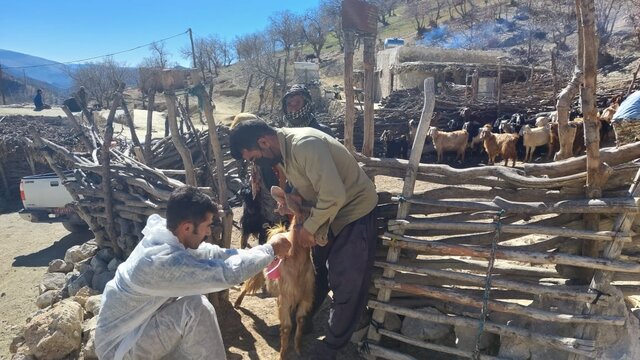 واکسیناسیون ۲۰۰۰ راس دام علیه بیماری تب برفکی در روستاهای کهگیلویه