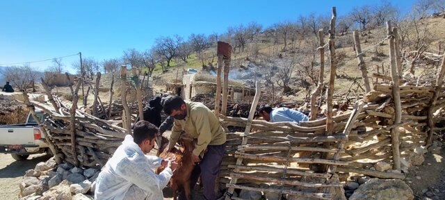 واکسیناسیون ۲۰۰۰ راس دام علیه بیماری تب برفکی در روستاهای کهگیلویه