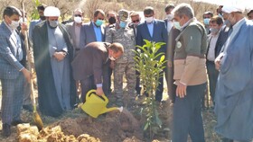 بسیج همه امکانات برای مبارزه با آفت درختان بلوط کهگیلویه و بویراحمد