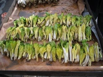 ردپای نابودگری انسان بر گیاهی نادر...!