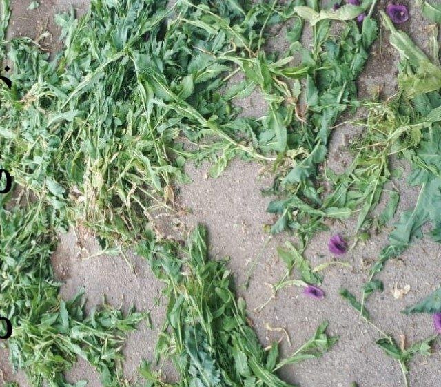 شناسایی و امحاء مزرعه بیش از ۵۰۰بوته ای خشخاش در "اکبرآباد" یاسوج