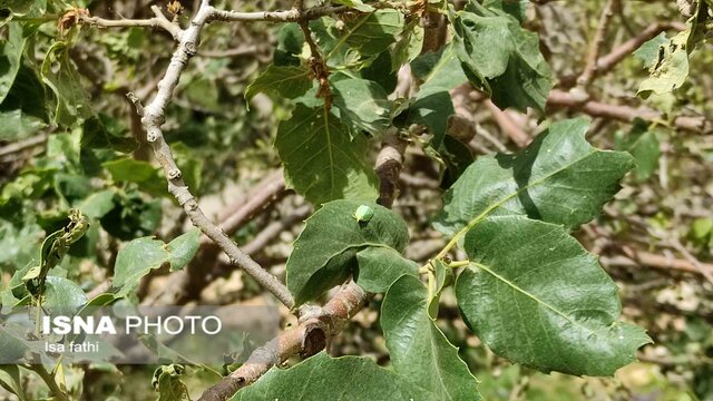 جنگلهای بلوط کهگیلویه و بویراحمد در حال نابودی/ طغیان آفت در جنگلهای زاگرس