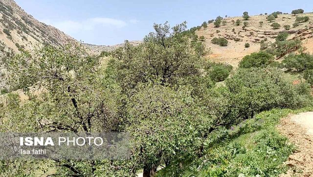 جنگلهای بلوط کهگیلویه و بویراحمد در حال نابودی/ طغیان آفت در جنگلهای زاگرس