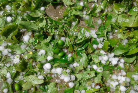 خسارت بیش از ۴۰میلیارد تومانی تگرگ به کشاورزی کهگیلویه و بویراحمد