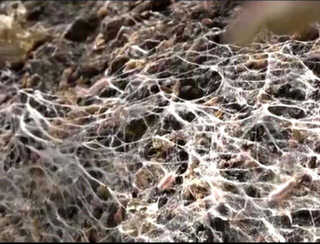 مرگ ایستاده جنگلهای بلوط کهگیلویه و بویراحمد و زاگرس در سایه بی اعتباری