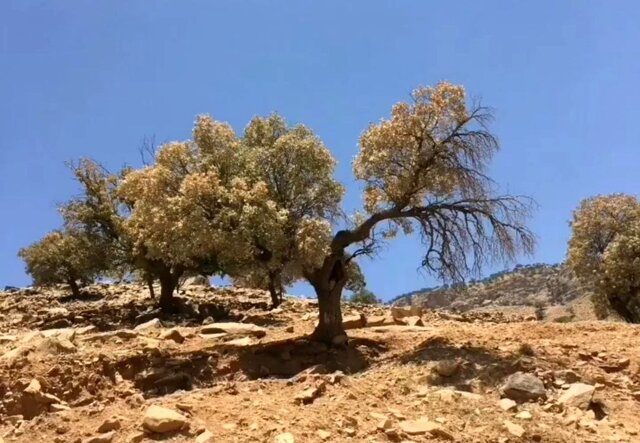مرگ ایستاده جنگلهای بلوط کهگیلویه و بویراحمد و زاگرس در سایه بی اعتباری