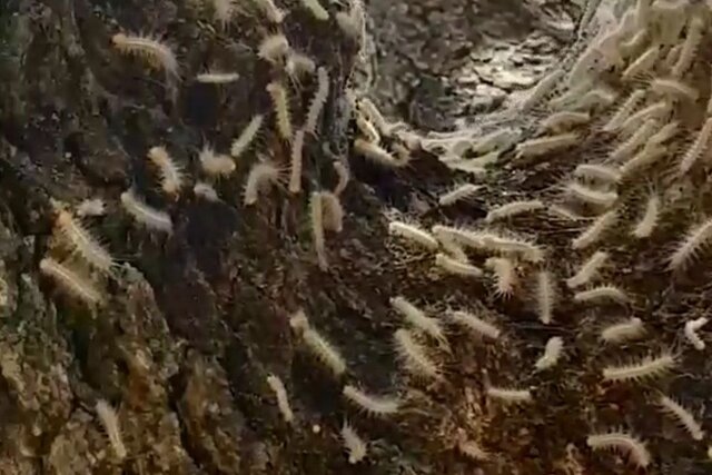 مرگ ایستاده جنگلهای بلوط کهگیلویه و بویراحمد و زاگرس در سایه بی اعتباری