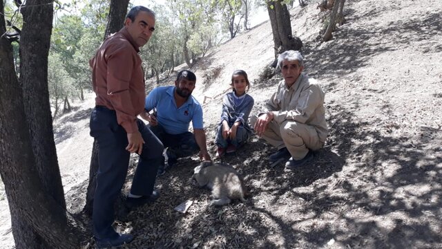 نجات گراز گرفتار در چاه سه متری از مرگ نجات در شهرستان بویراحمد