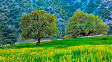 مقایسه قدمت درختان کهگیلویه و بویراحمد با تاریخ دشمنان ایران