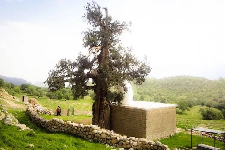 سرو لار شهرستان باشت