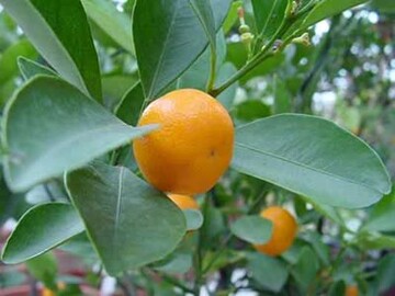 مشاهده آفت زنجرک در باغات مرکبات باشت/باغداران مراقب باشند