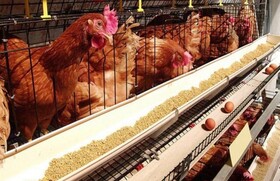 مدیرعامل اتحادیه مرغ تخم‌گذار استان: اصفهان رتبه اول تولید تخم‌مرغ کشور را دارد/ کمبود نهاده‌ باعث افزایش قیمت می‌شود