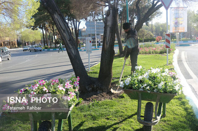 کاشت ۳۰ هزار گل بهاری در مهریز