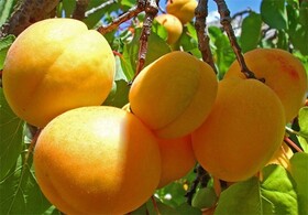 کاهش برداشت زردآلو در استان یزد به ۳۰ هزار تن