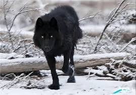 گرگ سیاه