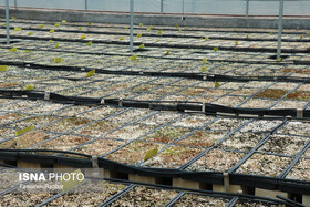 ‌کاکتوس بکارید، پولدار شوید! 