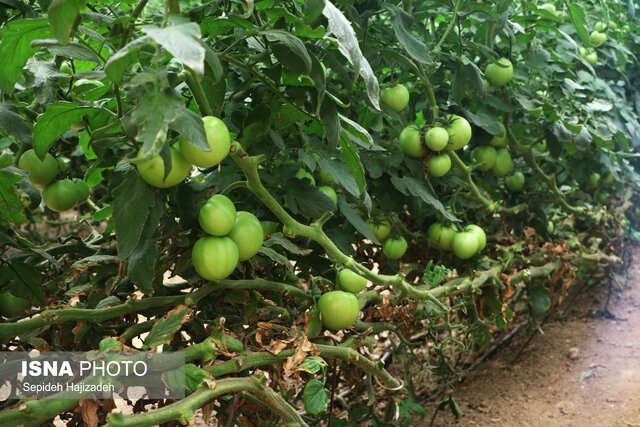 ساماندهی وضعیت گلخانه‌های یزد با همکاری پارک علم و فناوری