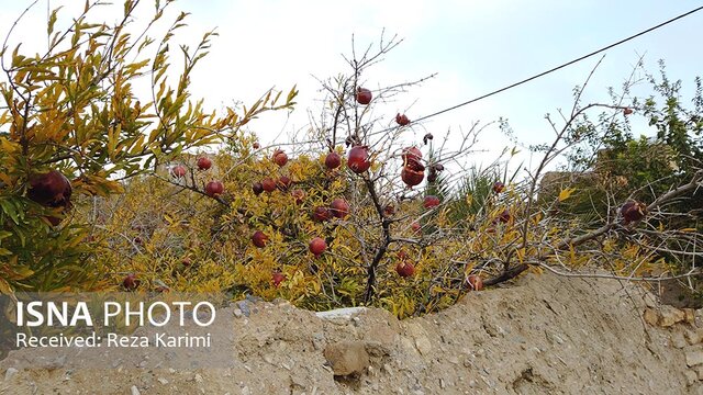 نقاشی خدا در کوچه باغ‌های انار عقدا