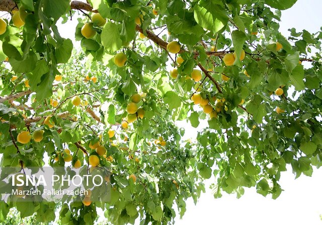 زنگ خطر صنایع پرآبخواه بیخ گوش باغات تفتیده‌ی زردآلوی فراغه 