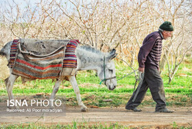 ایران زیباست؛ روستای اسفندآباد ابرکوه و سادگی مردمانش