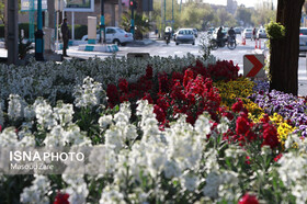 گلکاری بهارانه شهر میراث جهانی یزد