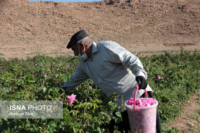 مزارع گل محمدی در یزد