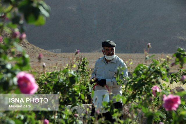 مزارع گل محمدی در یزد