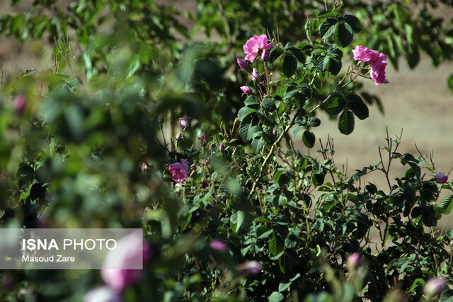 مزارع گل محمدی در یزد 