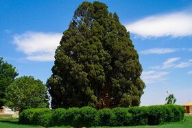 پرونده ثبت جهانی سرو کهنسال ابرکوه به یونسکو ارسال می‌شود