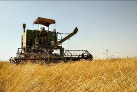 کاهش ۵۰ درصدی برداشت گندم در قطب کشاورزی یزد