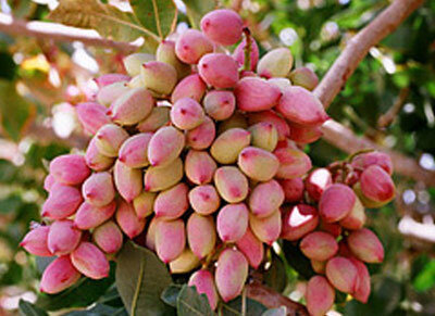 سرما و گرما بلای جان پسته‌ ابرکوه