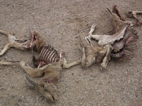 سگ‌های ولگرد تهدید جدی برای تنوع زیستی استان یزد