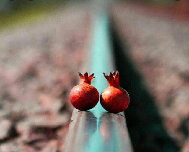 معرفی برگزیدگان اولین جشنواره عکس «انارستان عقدا»