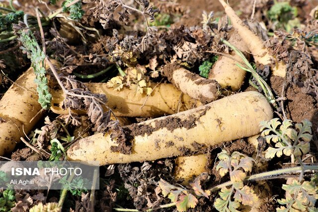 برداشت زردک از مزارع خرانق در یزد